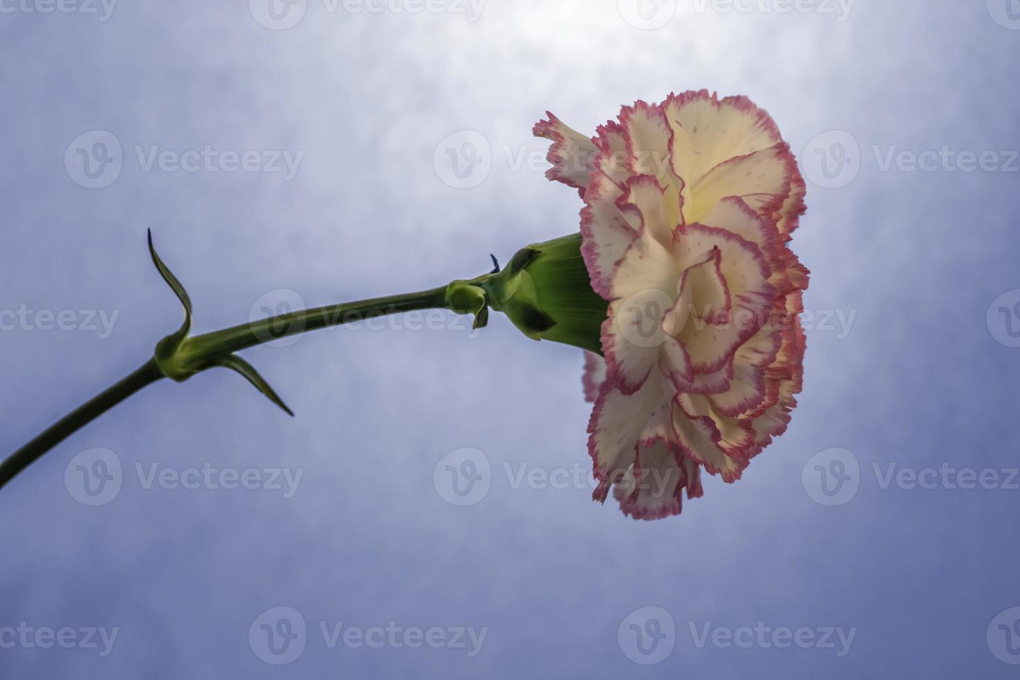 Carnation bloom. View from side . Blue background photo