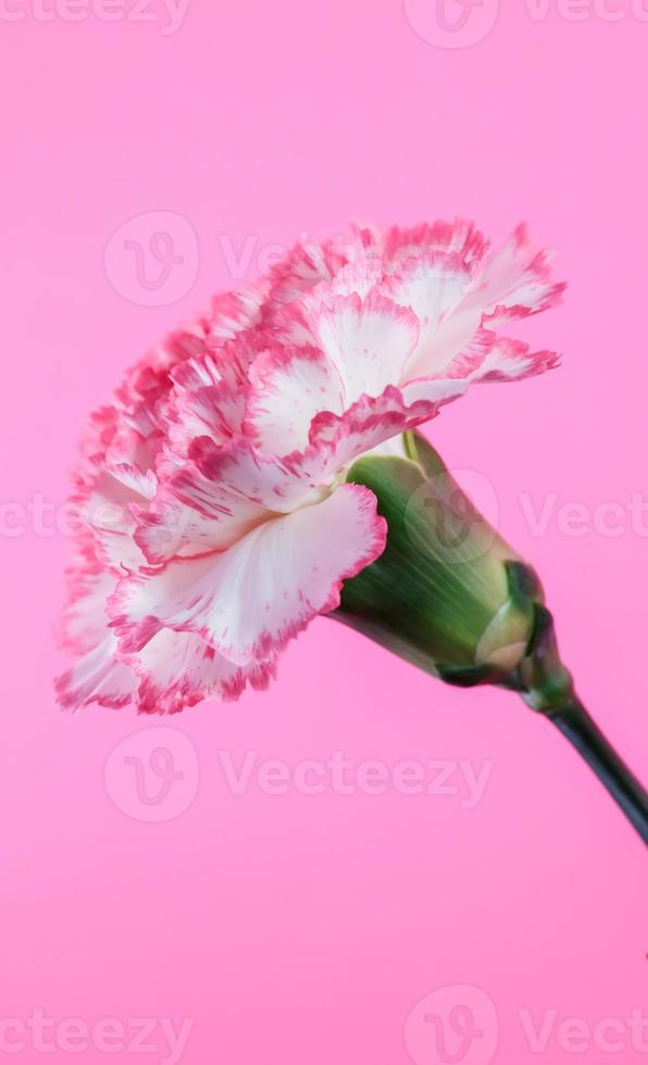 Carnation . Closeup . View from side photo