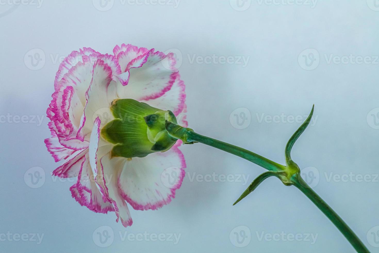 Carnation bloom. view from behind flower head . Blue background photo