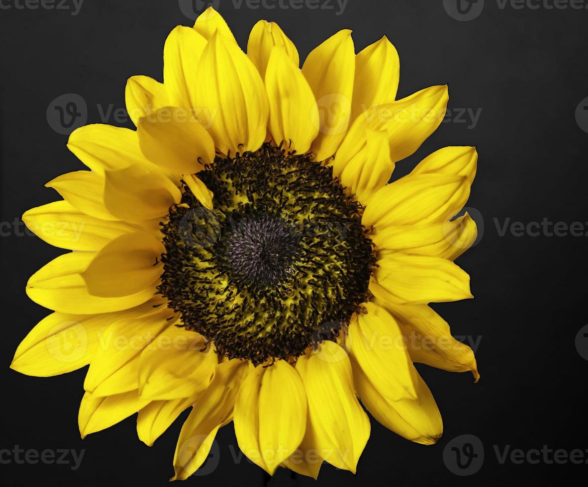 Prairie Sunflower . Closeup . Frontal view photo