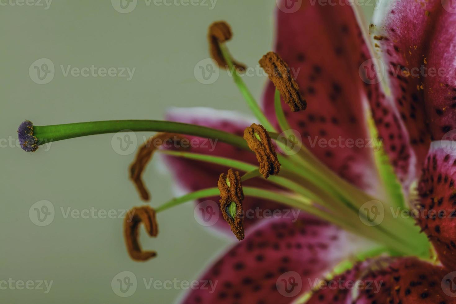 Asiatic Lily . Macro view fro side photo