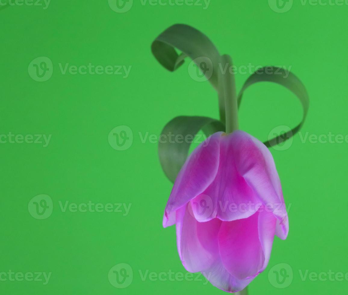 Tulip bloom . Arcing toward to you with curled leaves photo