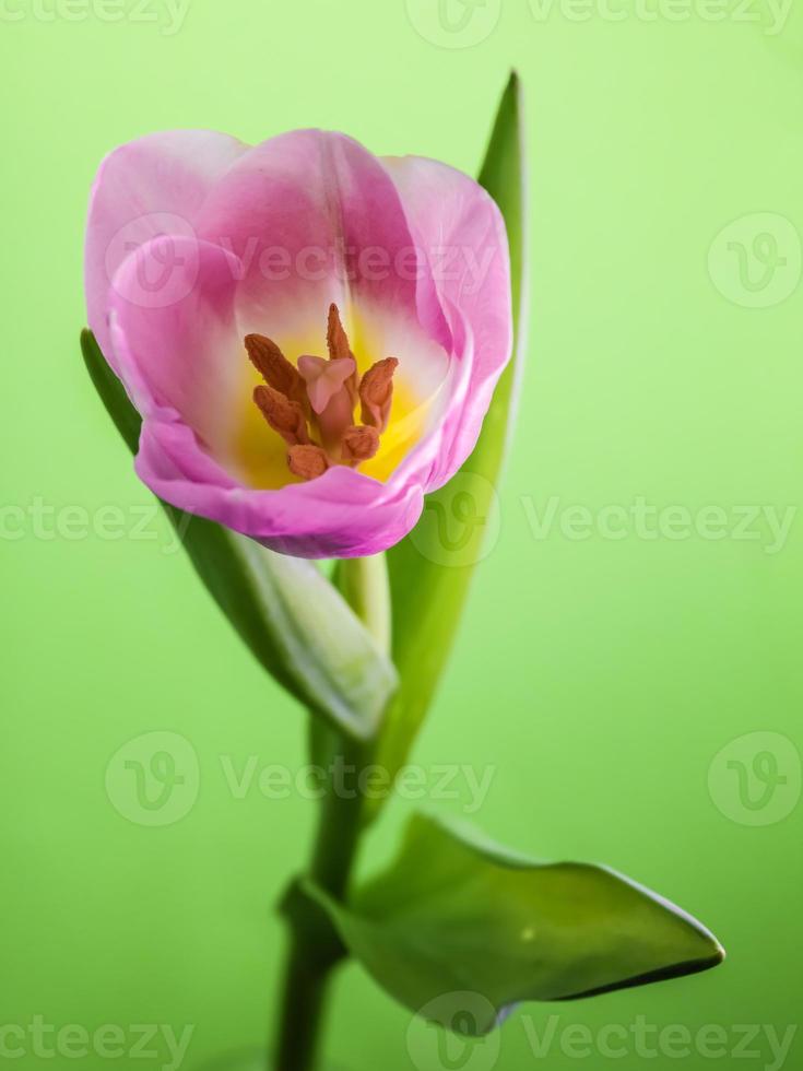 Tulip . View from above . Stamens and stigma photo