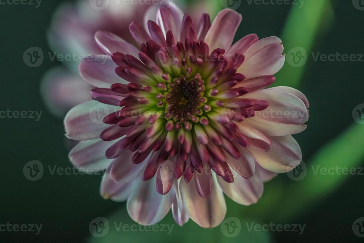 Chrysanthemum . Frontal view . Macro photo