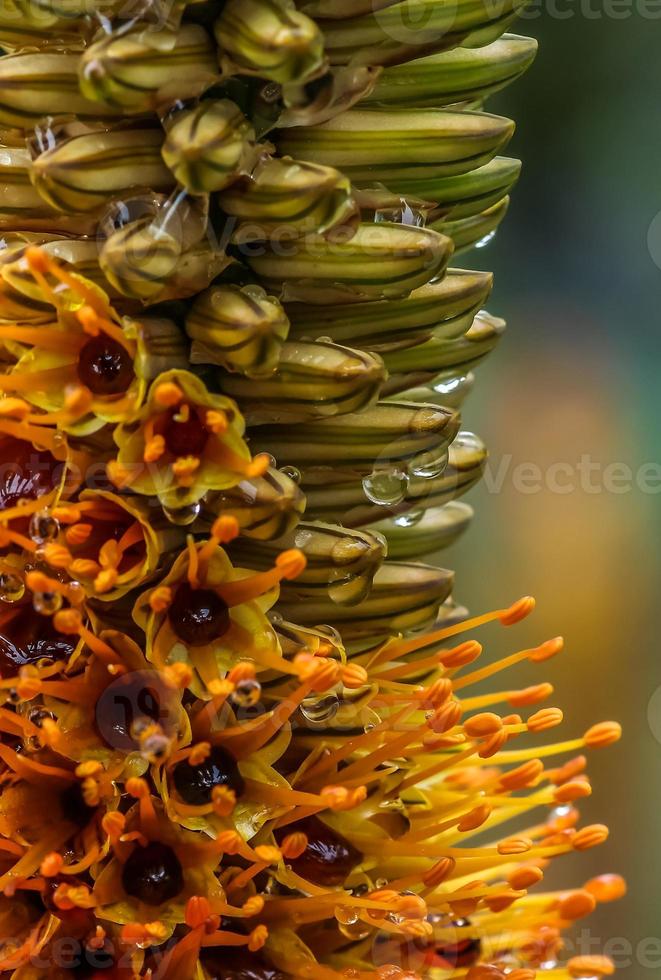 Aloe Speciosa . Macro image with soft bloom in background photo