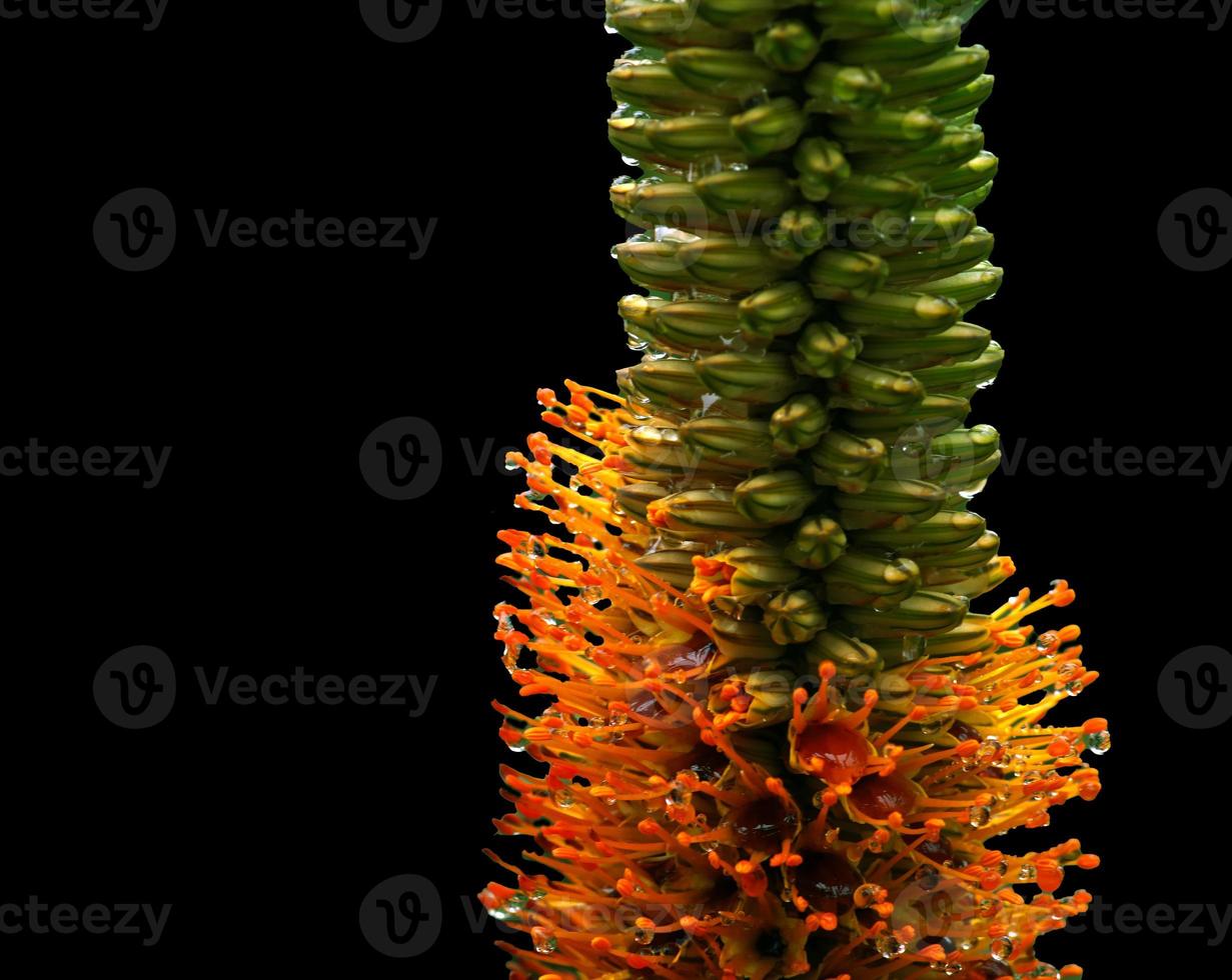 Aloe Speciosa . Closeup of flower bracts and petals photo