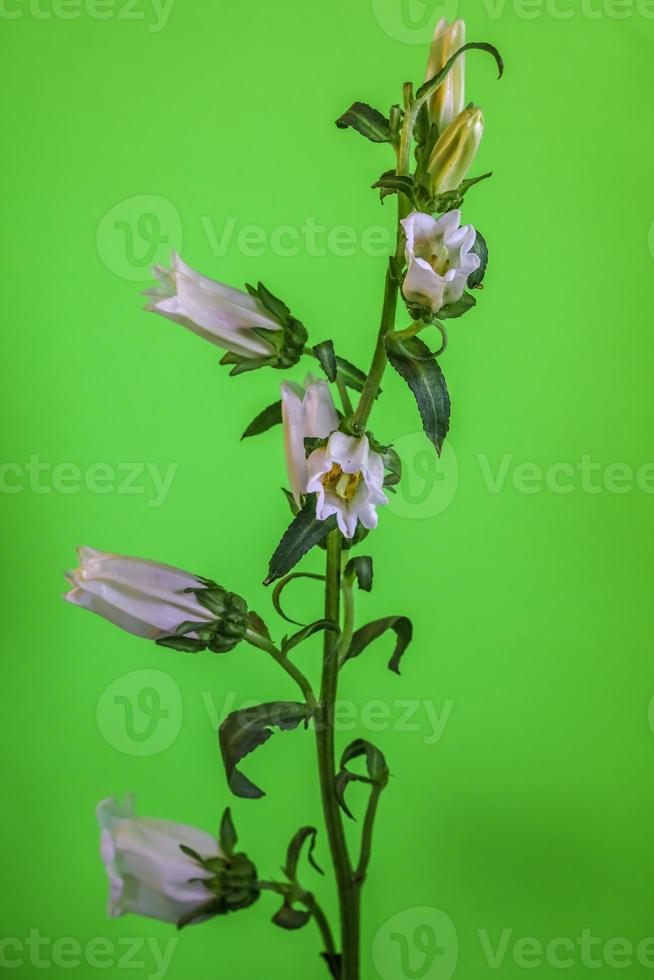 Canterbury Bells . Multiple blooms on a single stem . Green background photo