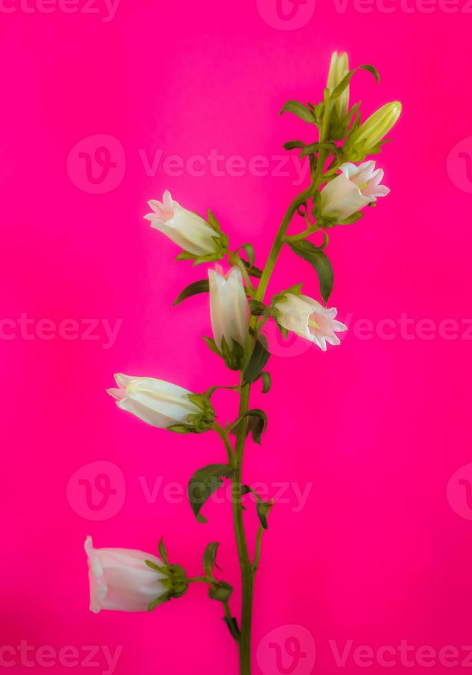 Canterbury Bells . Multiple blooms on a single stem . Pink background photo