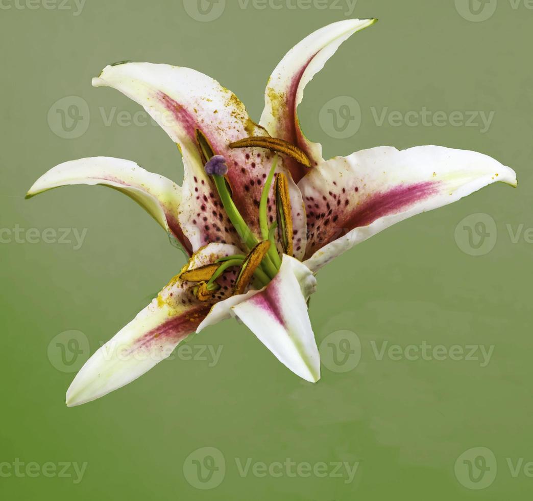 Asiatic Lily . Isolated flower head photo