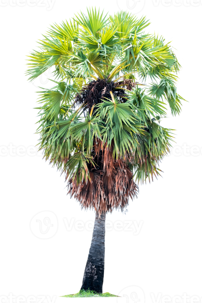 Big male Sugar palm tree and green leaf isolated on transparent background, Graden tree, PNG File