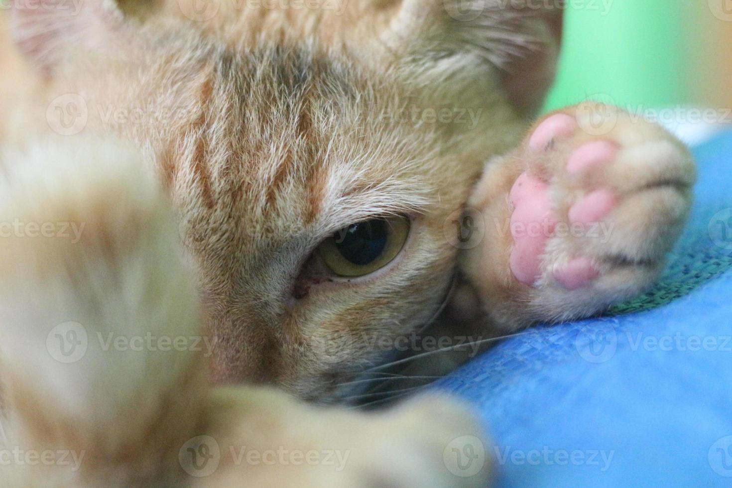 a close up of a staring cat face photo