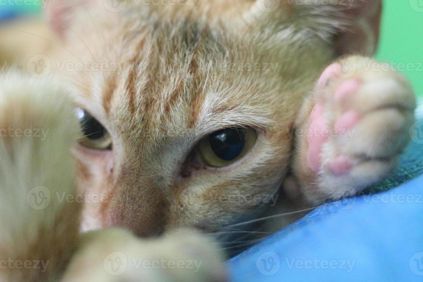 a close up of a staring cat face photo