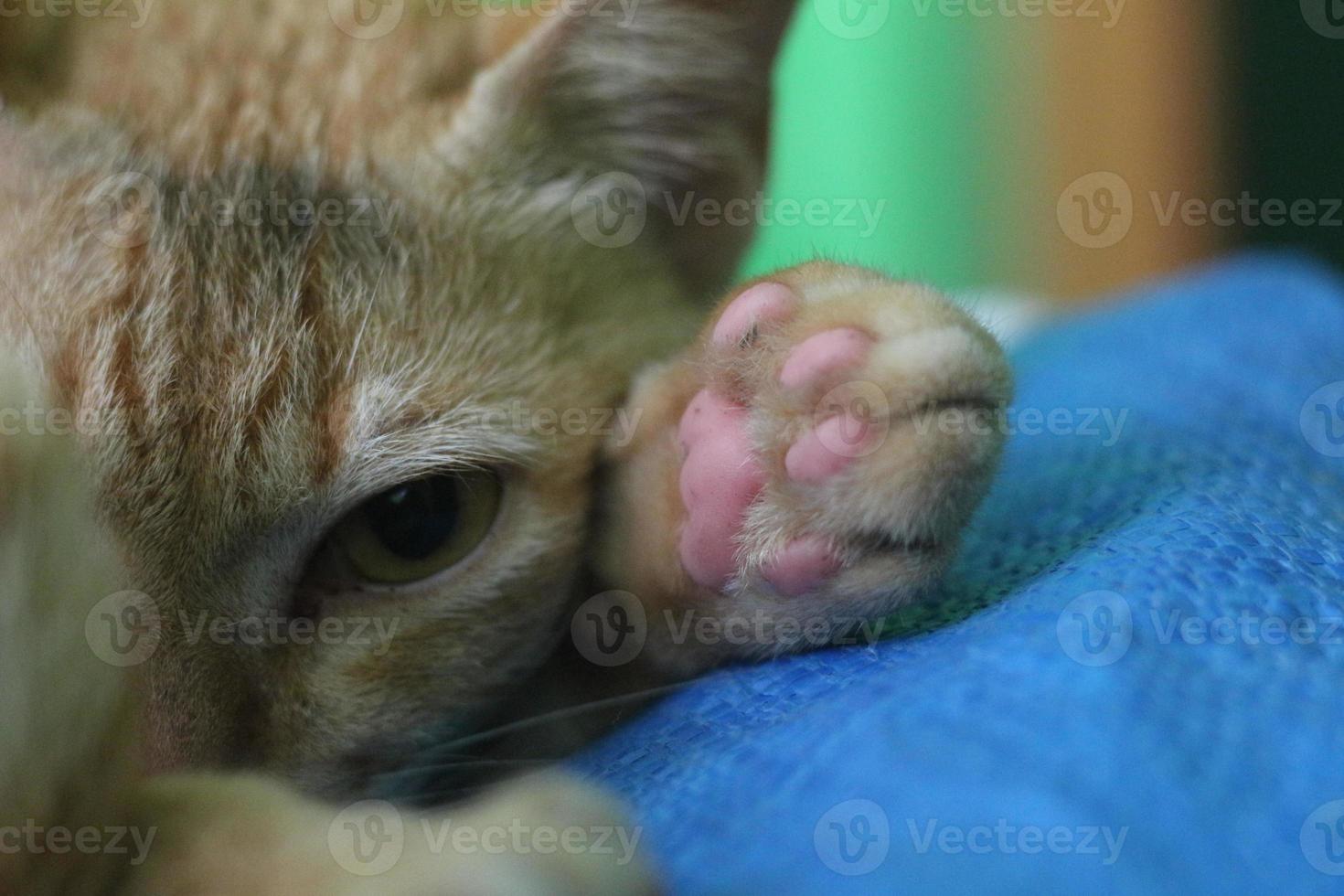 un cerca arriba de un curioso gato cara foto