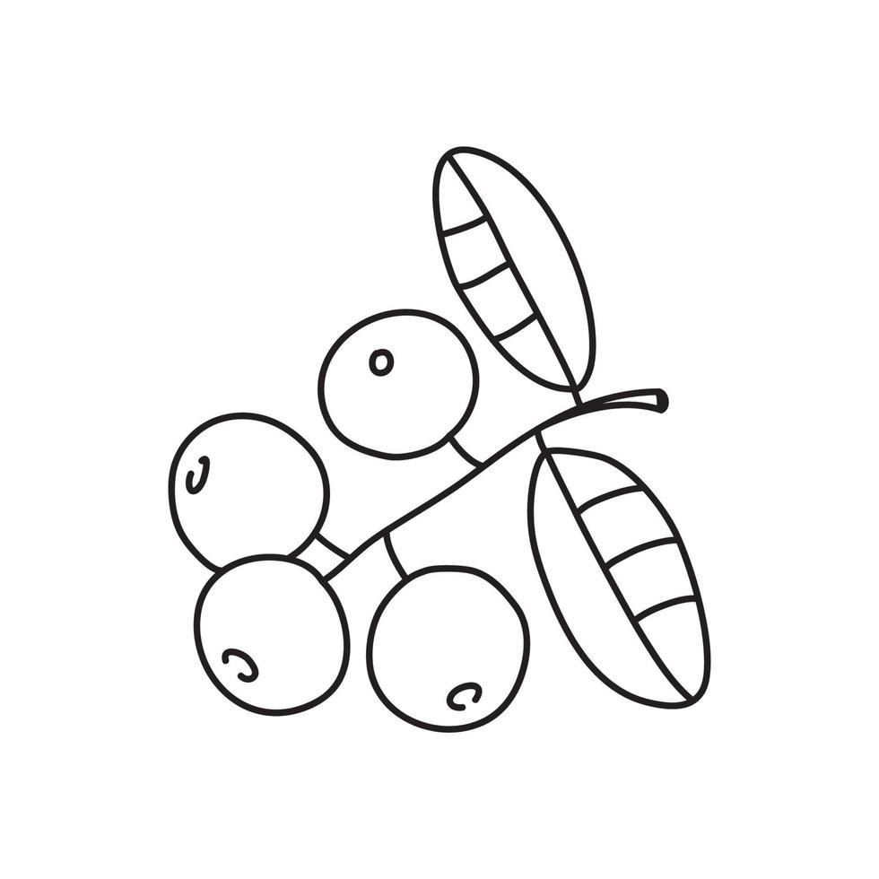 Vector stock illustration with single object, plant, hand drawn, doodle style.