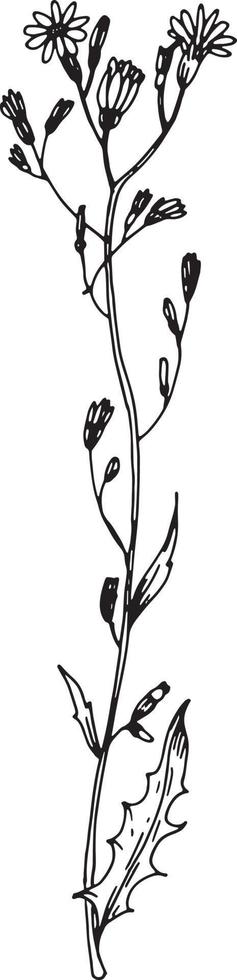 Linear wildflower flower. Hand drawn illustration. vector