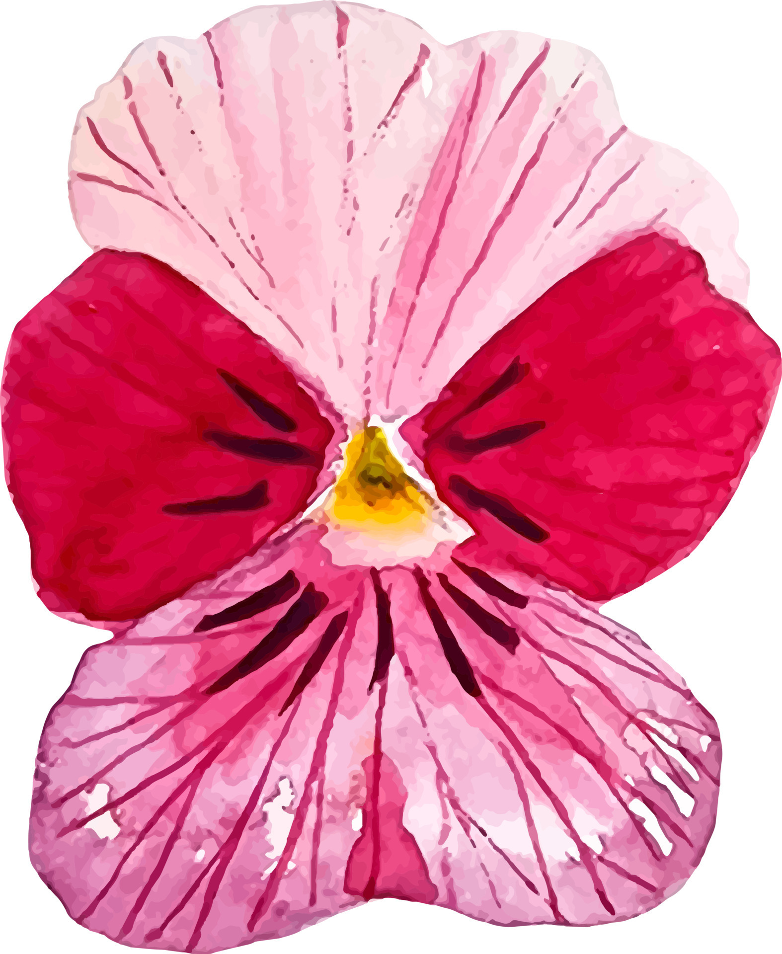 pink pansy flower