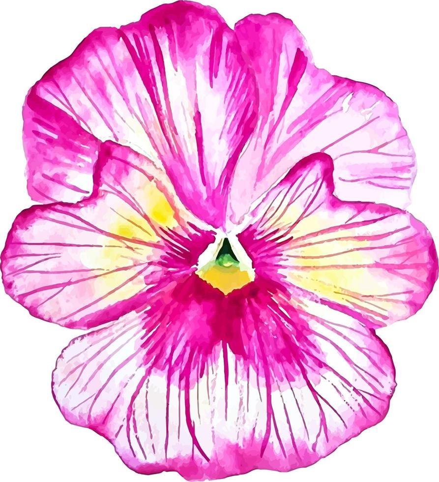 Pink pansy flower watercolor clipart isolated decorative flower vector