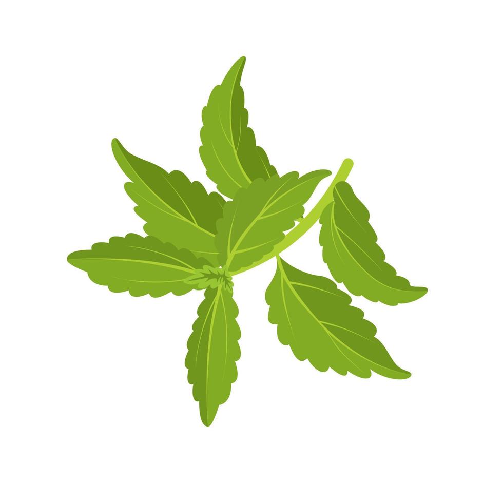 ilustración vectorial, stevia u hoja dulce, también llamada hoja de azúcar, aislada en fondo blanco. vector