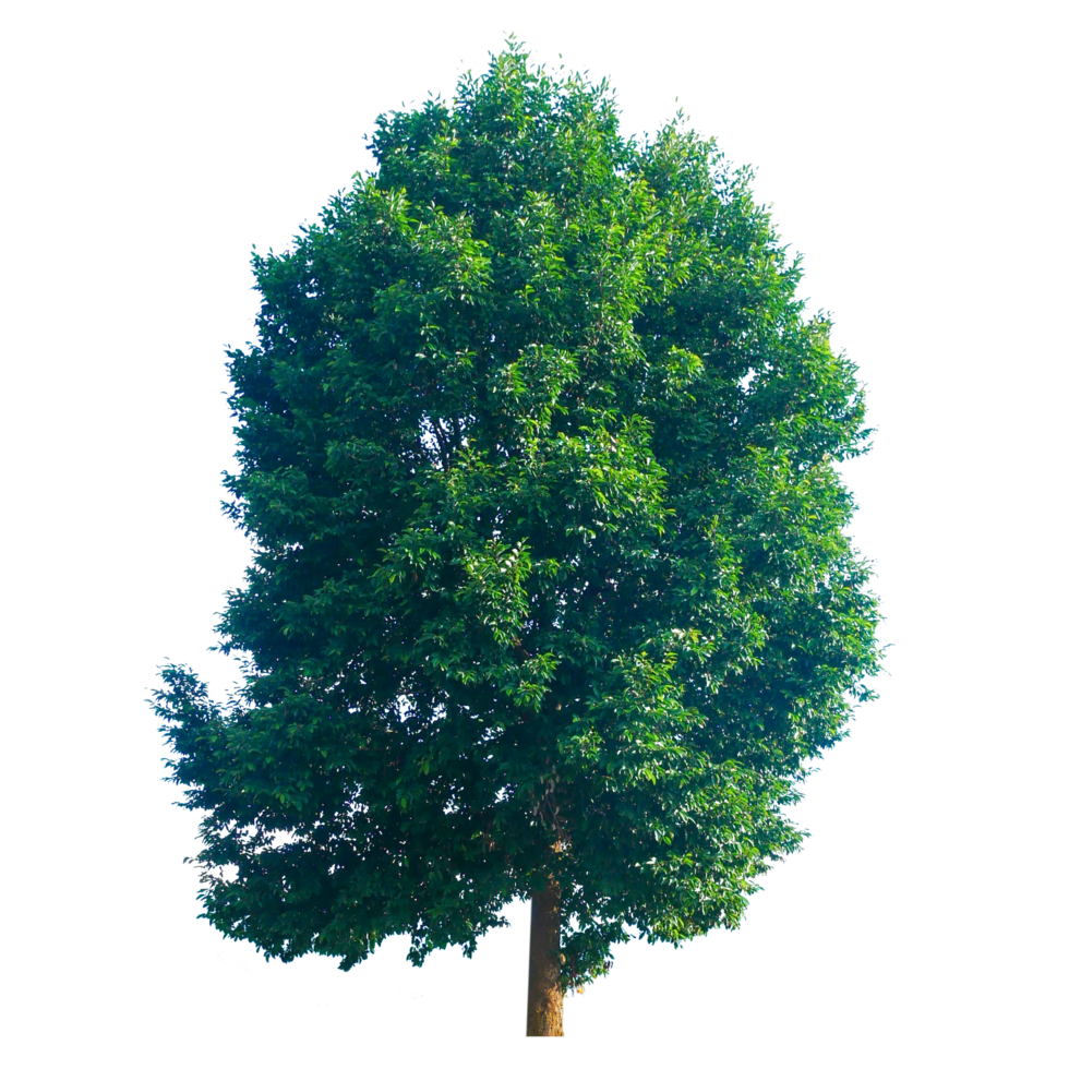 big tree on transparent background png