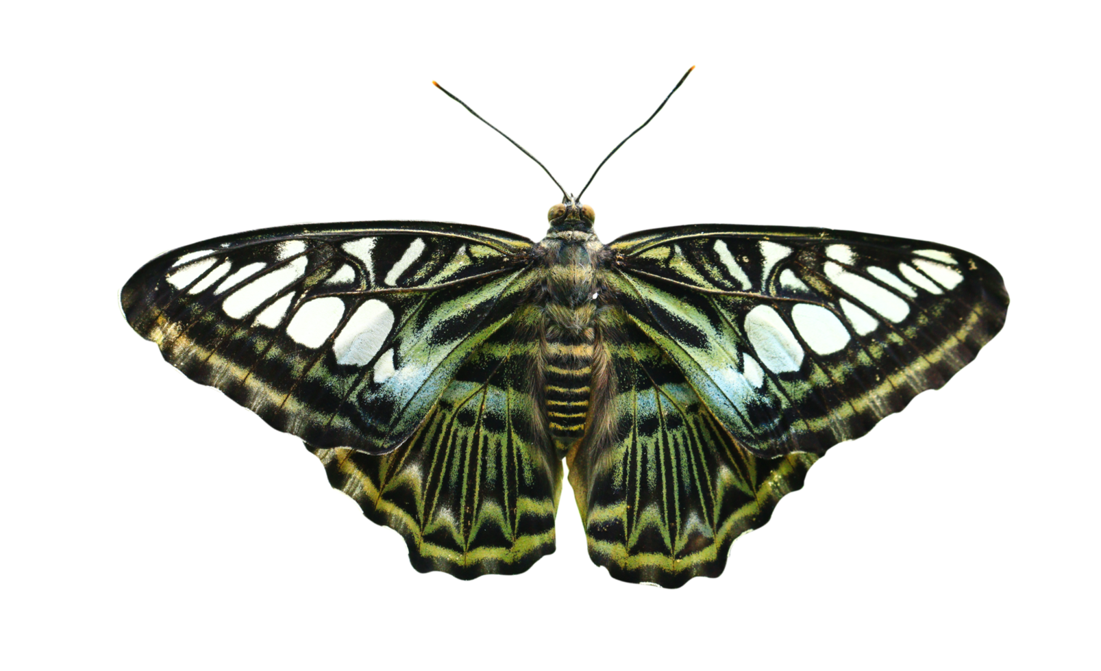 Colorful butterfly and beautiful patterns on a transparent background. png