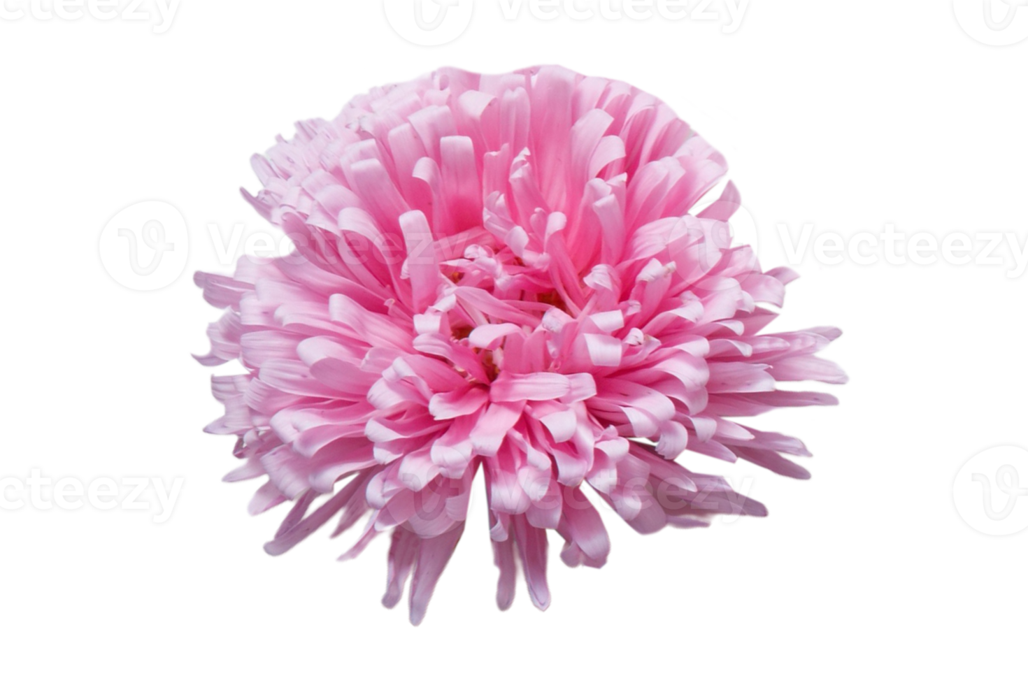 Pink flowers isolated on a transparent background png