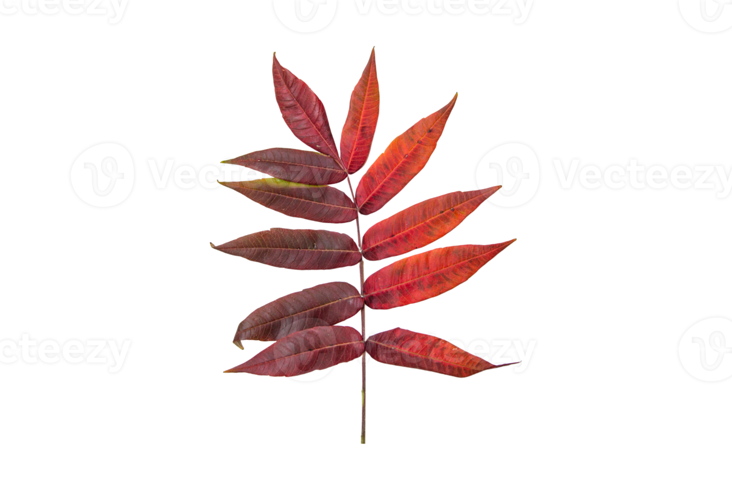 Red leaf isolated on a transparent background png