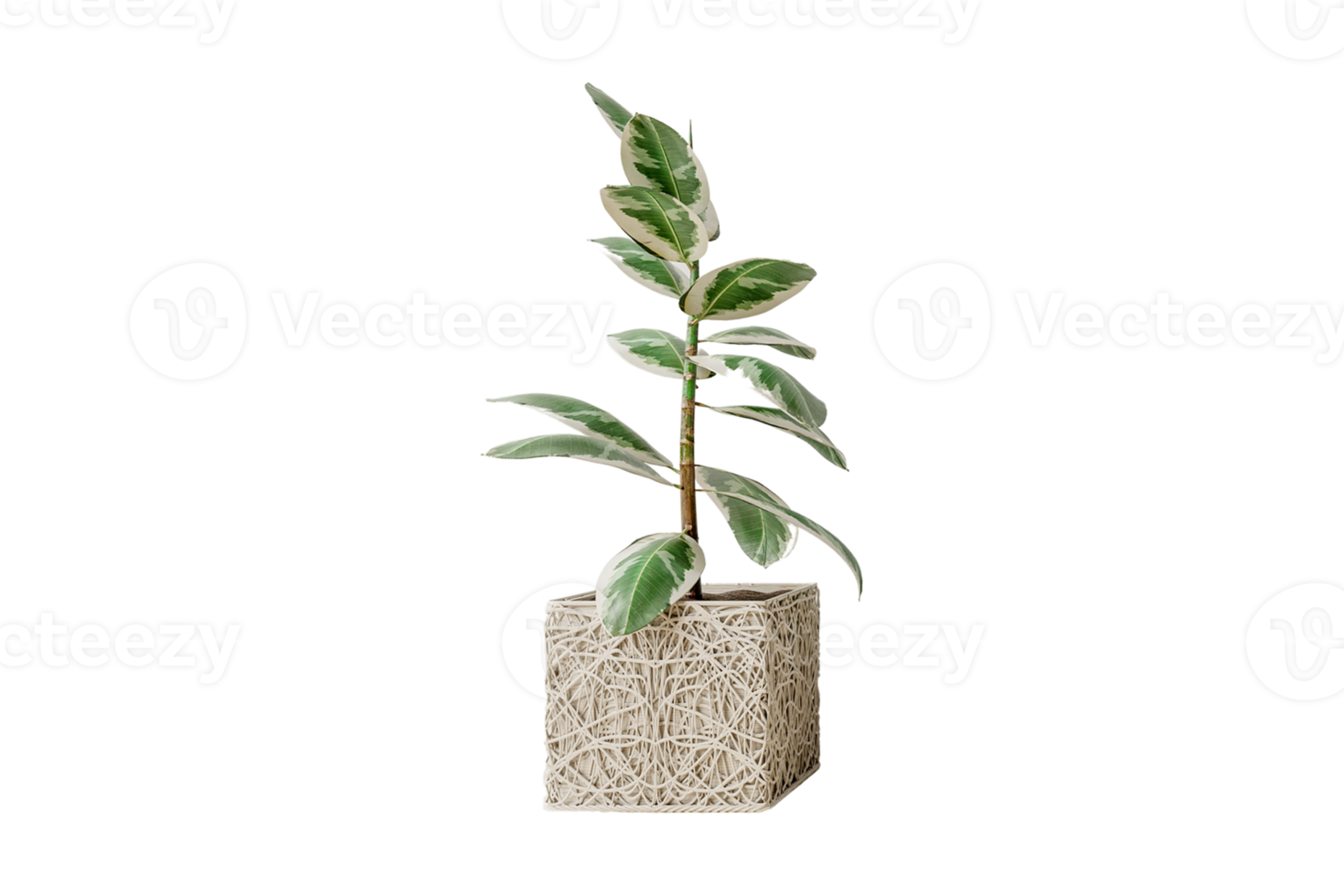 Beige flowerpot with a plant isolated on a transparent background png