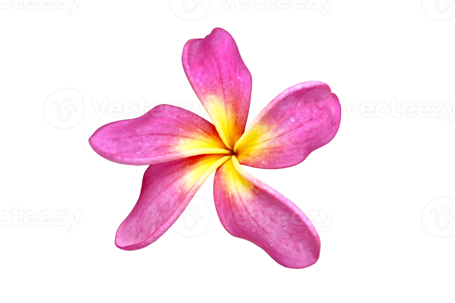 Pink flower isolated on a transparent background png