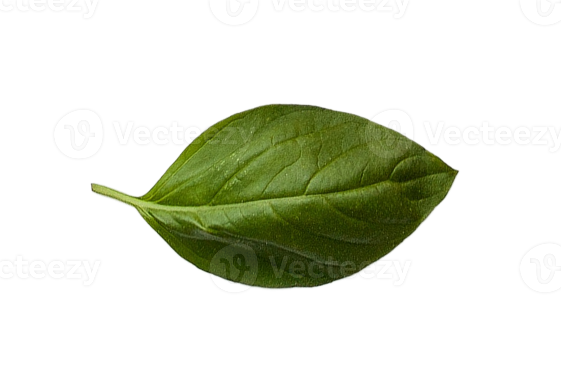 Fresh basil isolated on a transparent background 21949837 PNG
