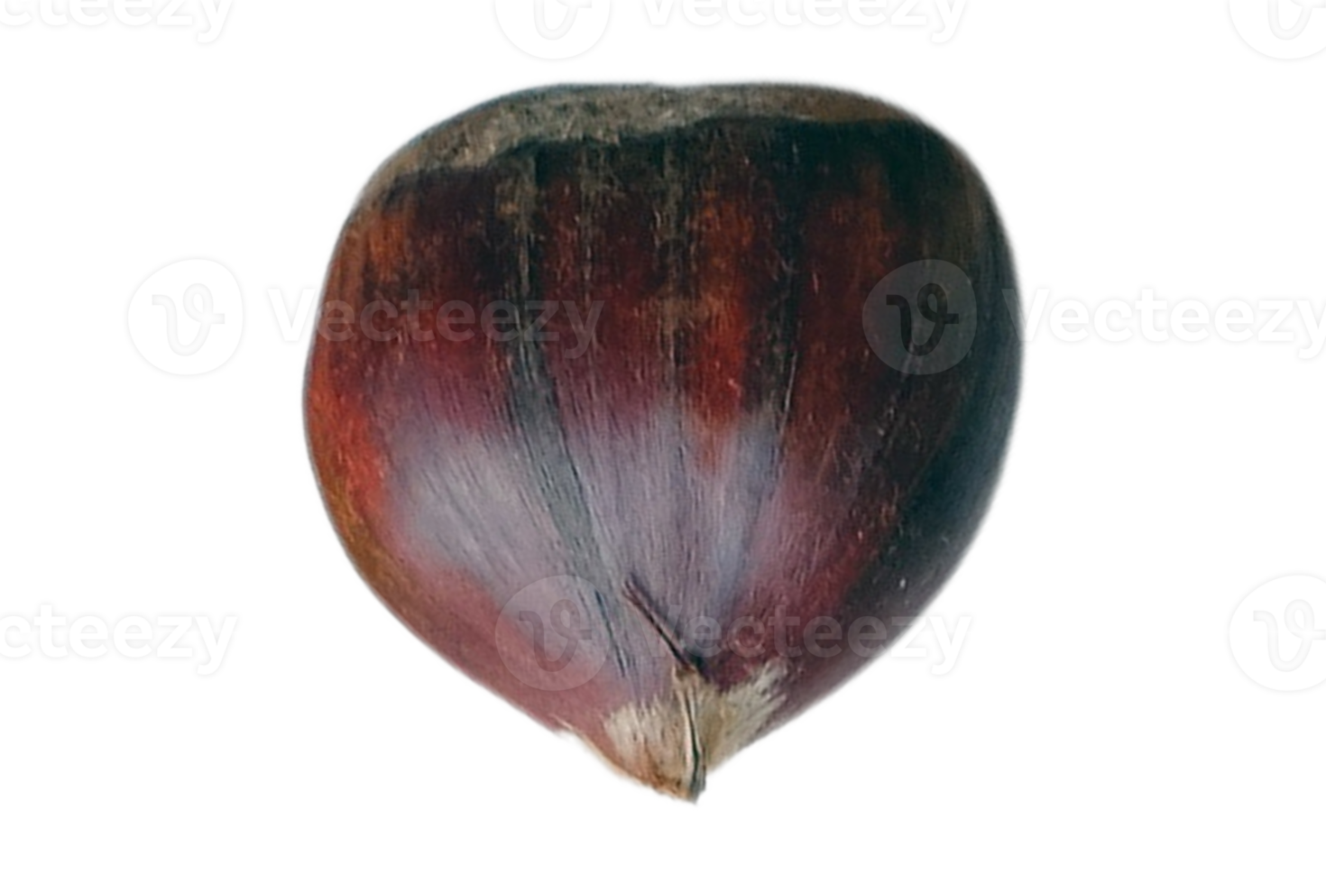 Seed isolated on a transparent background png