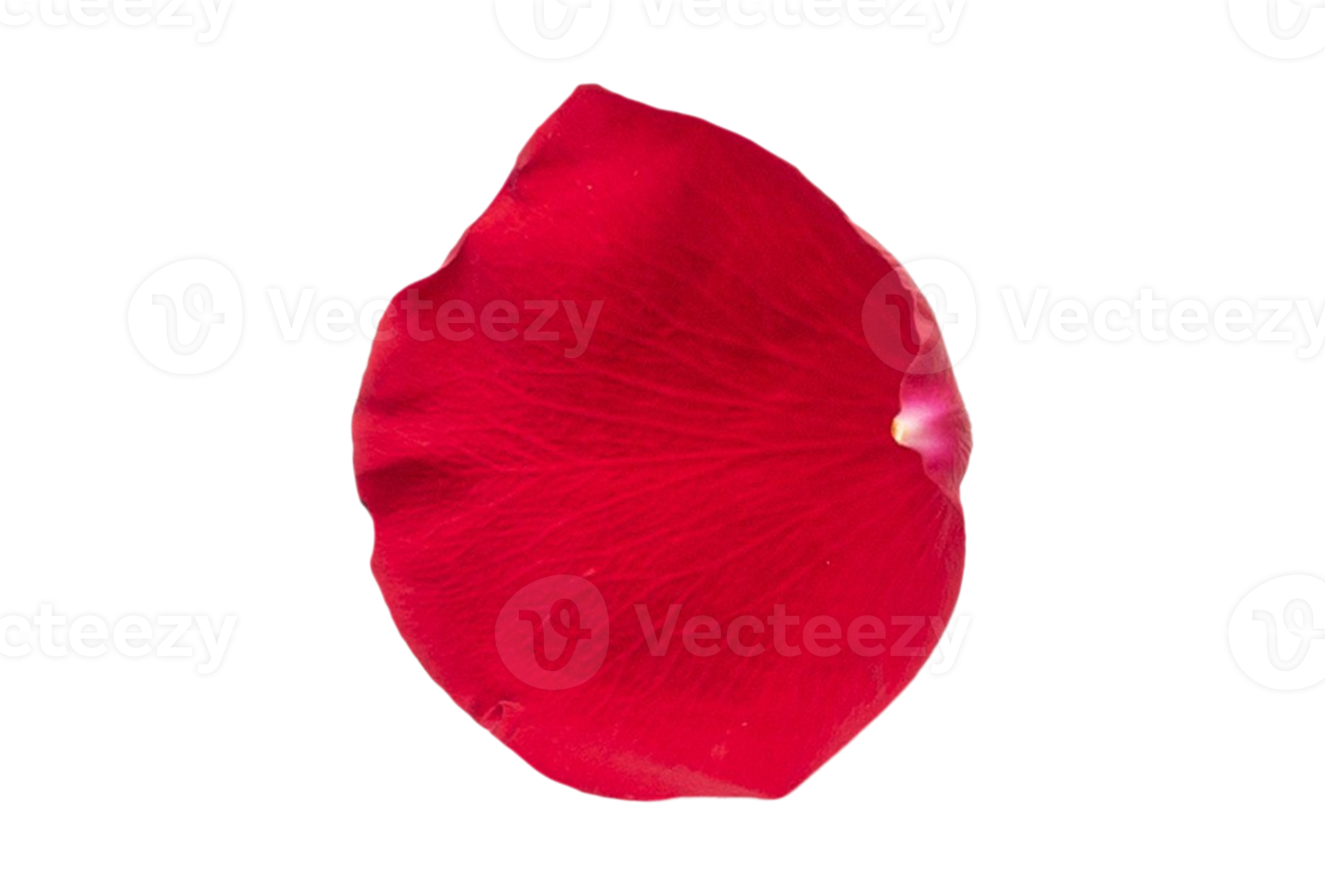 Red petal of roses isolated on a transparent background 21950170 PNG