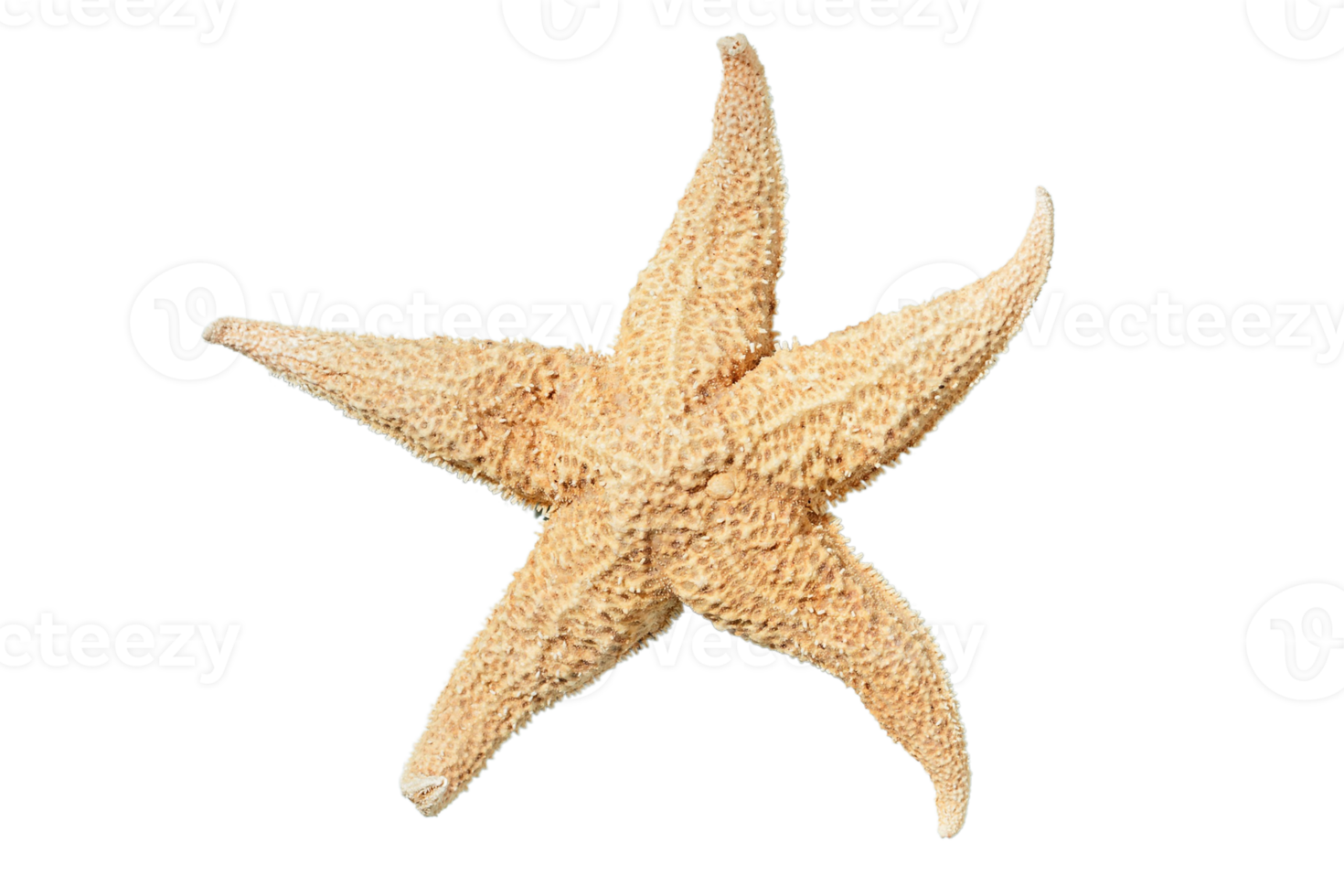 Beige starfish isolated on a transparent background png