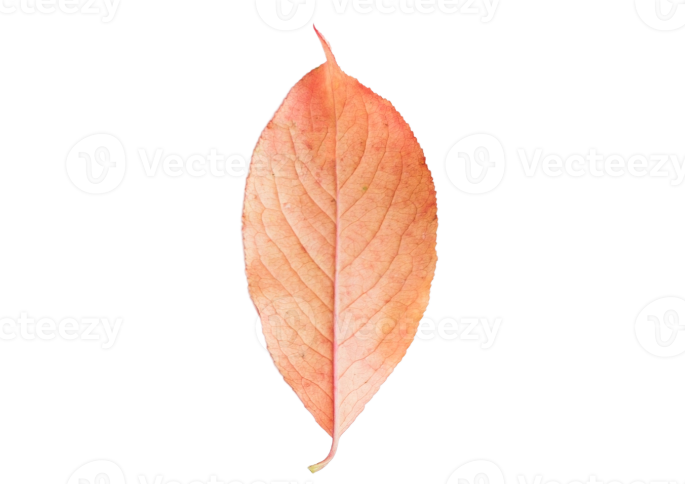 Dried leaf isolated on a transparent background png