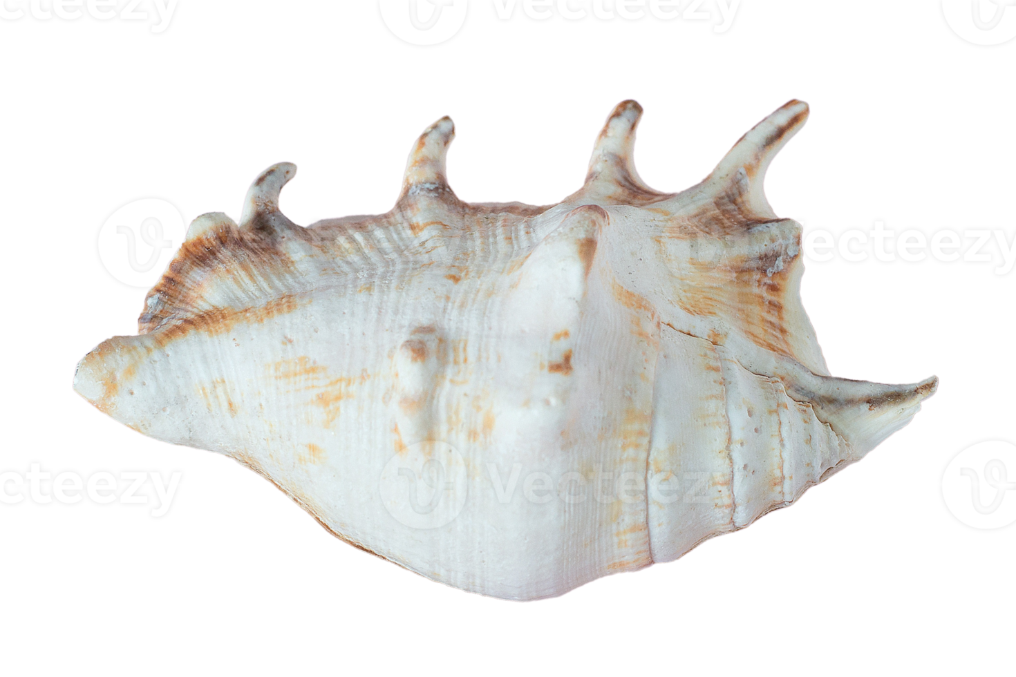 Seashell decoration isolated on a transparent background png