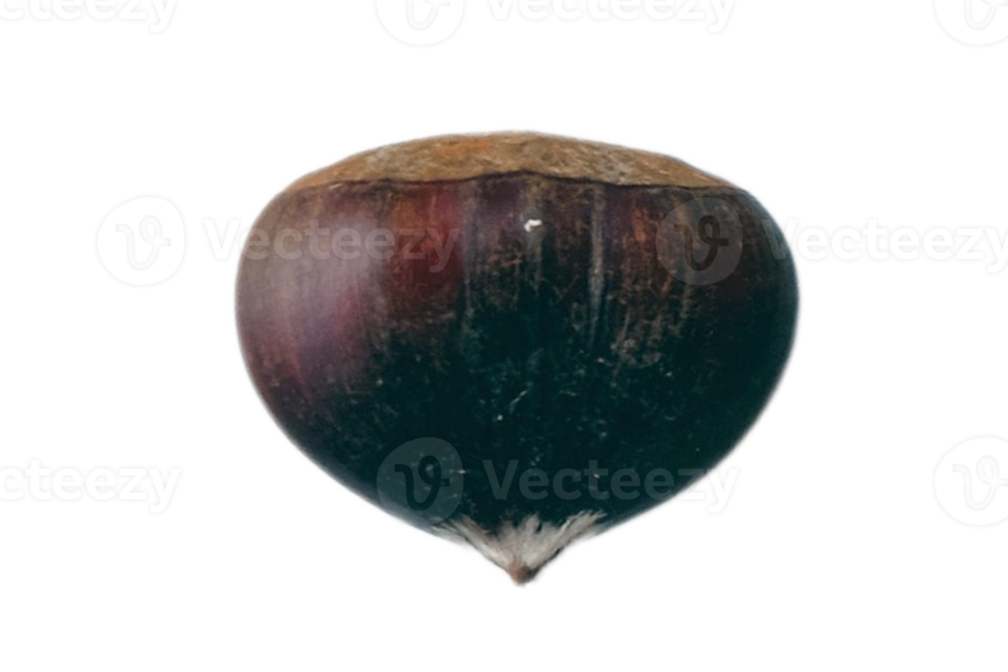 Top view of a seed isolated on a transparent background png
