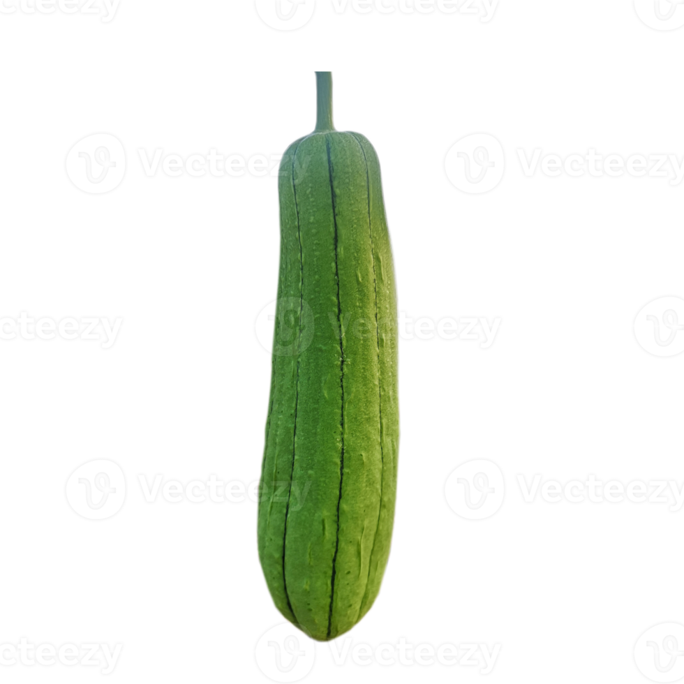 luffa acutangulaire, cucurbitacées vert légume png