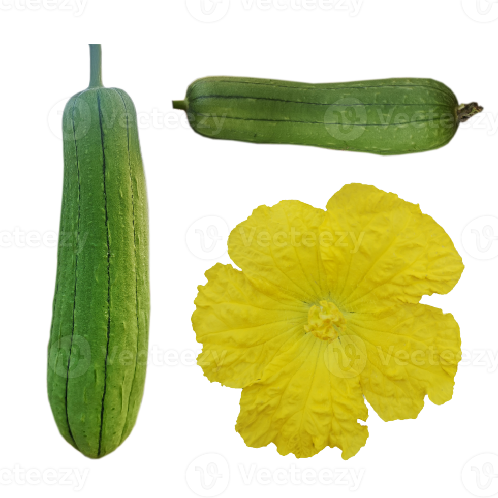 yellow flower luffa acutangular, Cucurbitaceae green vegetable png