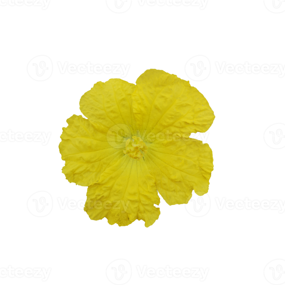 yellow flower luffa acutangular, Cucurbitaceae green vegetable png