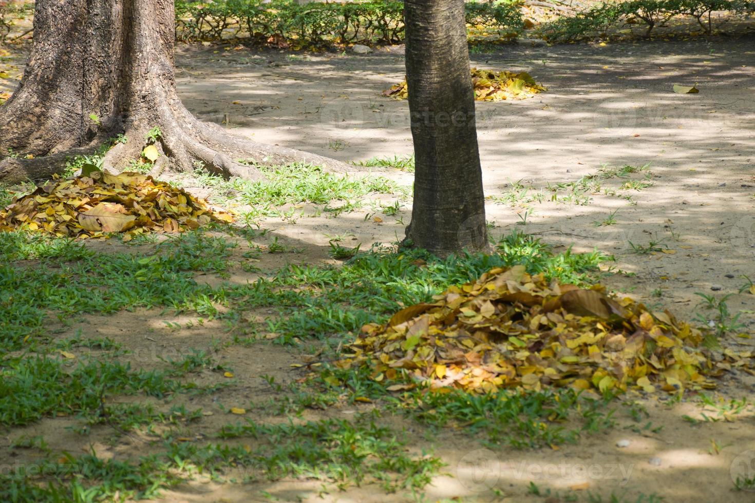 Gather piles of leaf scraps photo