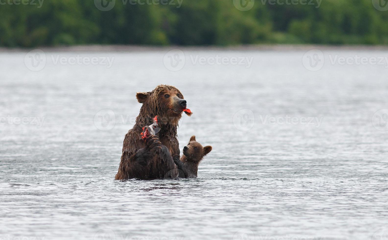 Kamchatka brown bear photo