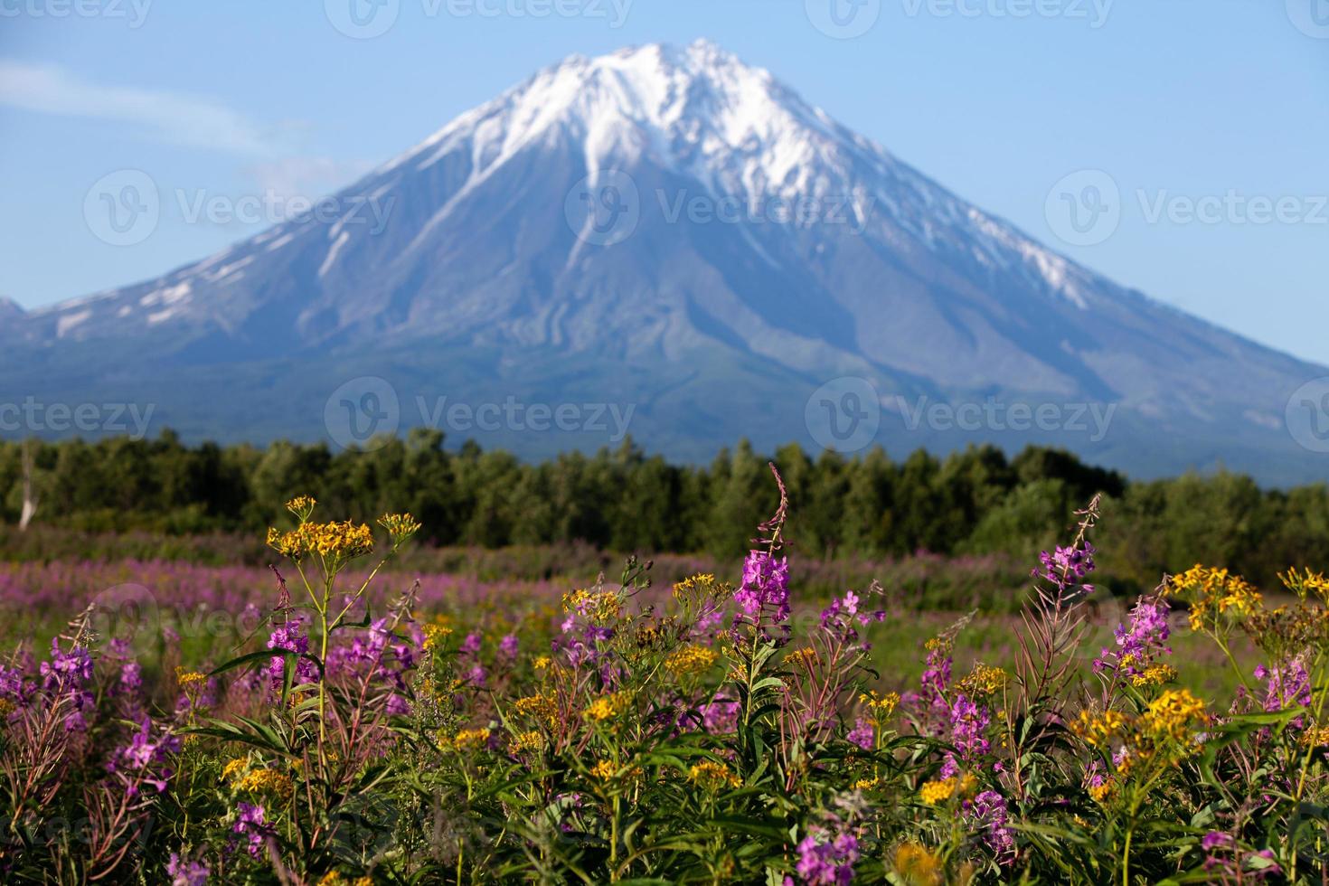 View of the volcano and field with Onagraceae forest flowers photo