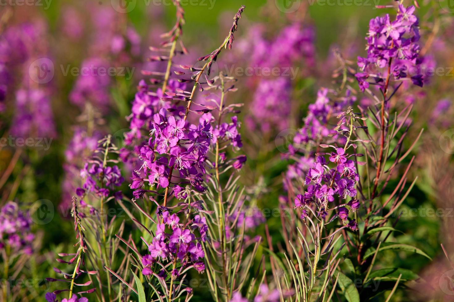 View of a field with Onagraceae forest flowers, selective focus photo