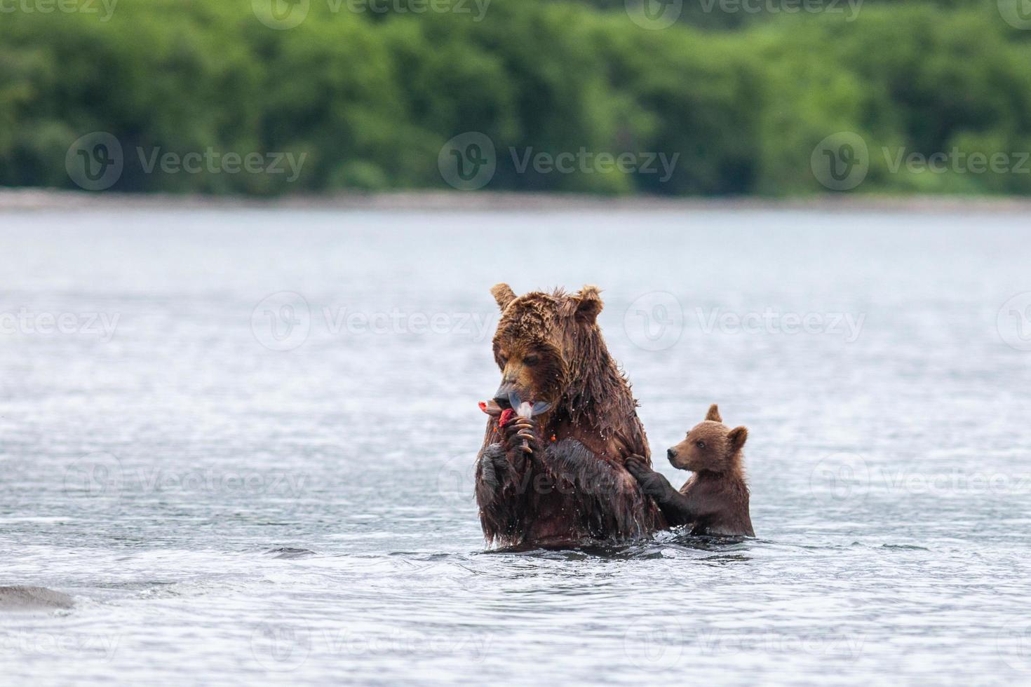 Kamchatka brown bear photo