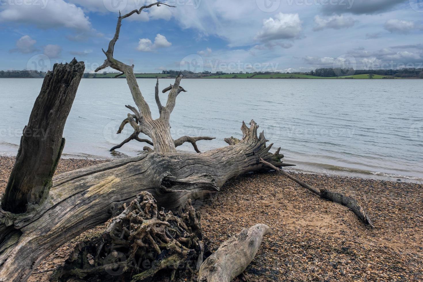 Tree lying across shingle riverbank photo