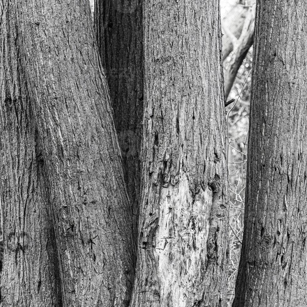 Huddled tree trunks in black and white photo