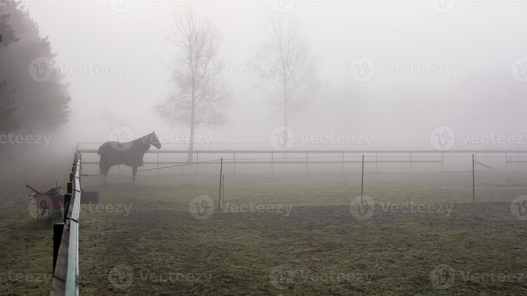 Horse standing in the fog at the paddocks photo