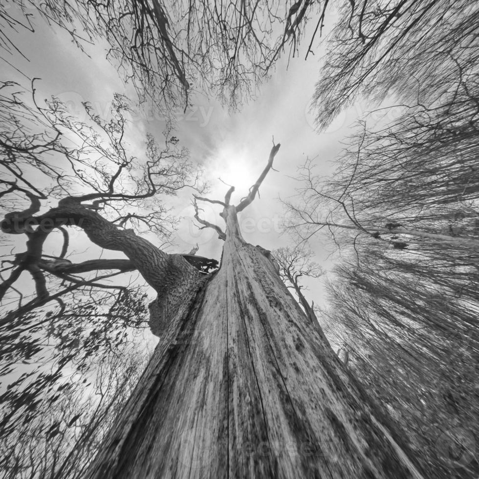 Sky reaching dead tree photo