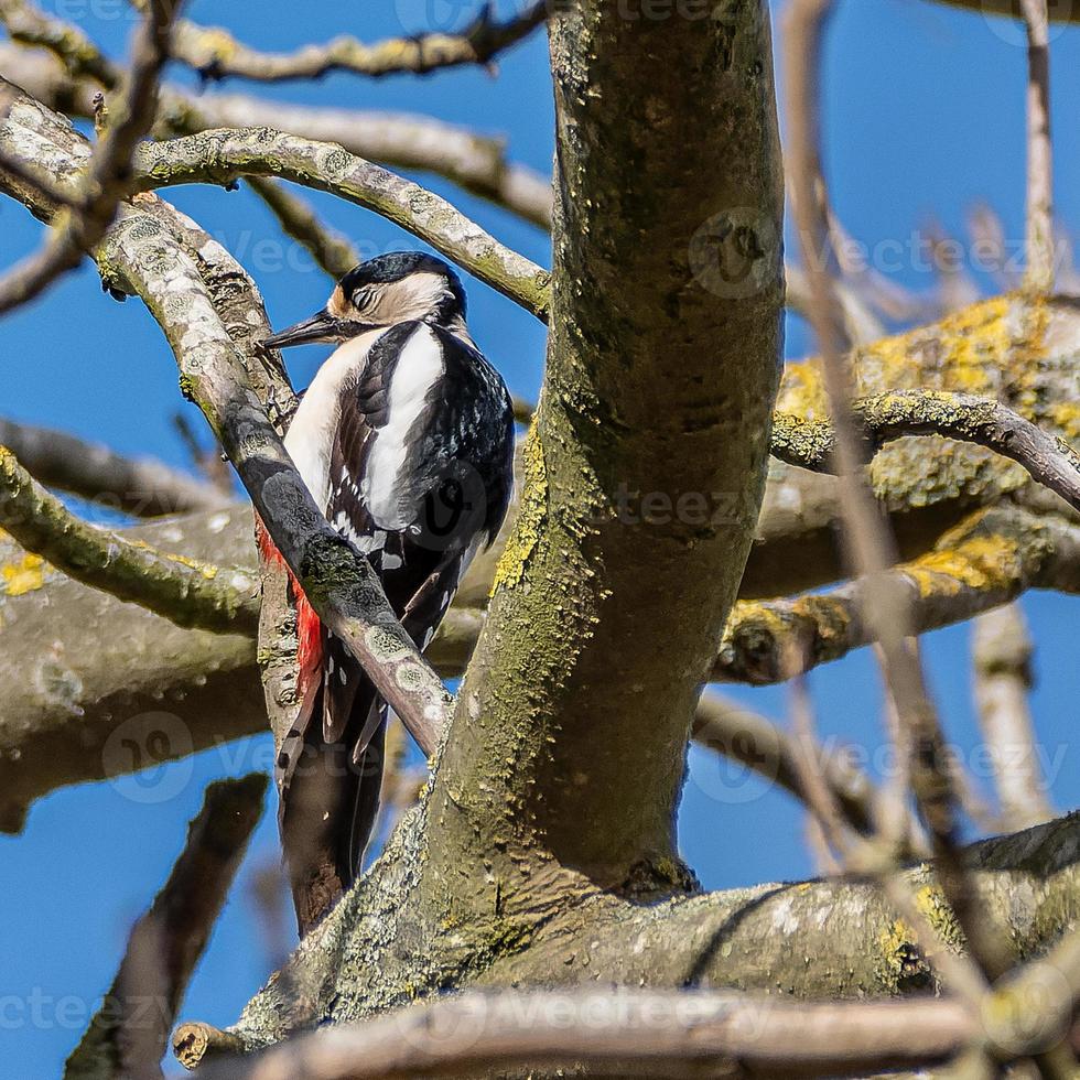 genial manchado pájaro carpintero huelgas foto