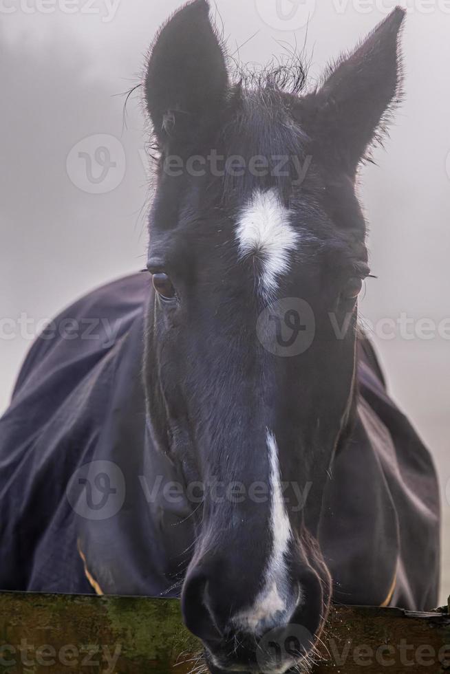 Close up of horse face photo