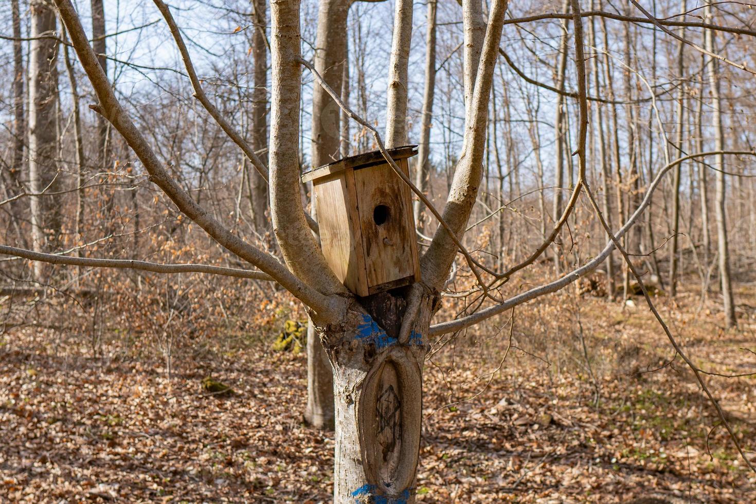 Bird house in tree wildlife wood autumn homemade for birds photo